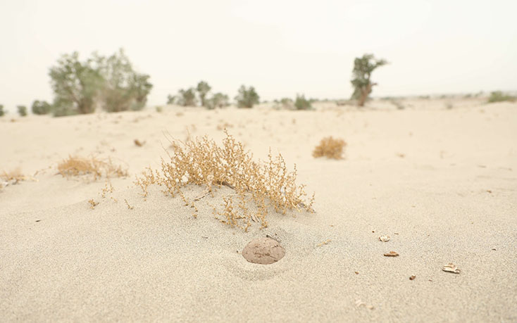 提升種子存活率