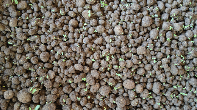 提高發(fā)芽率